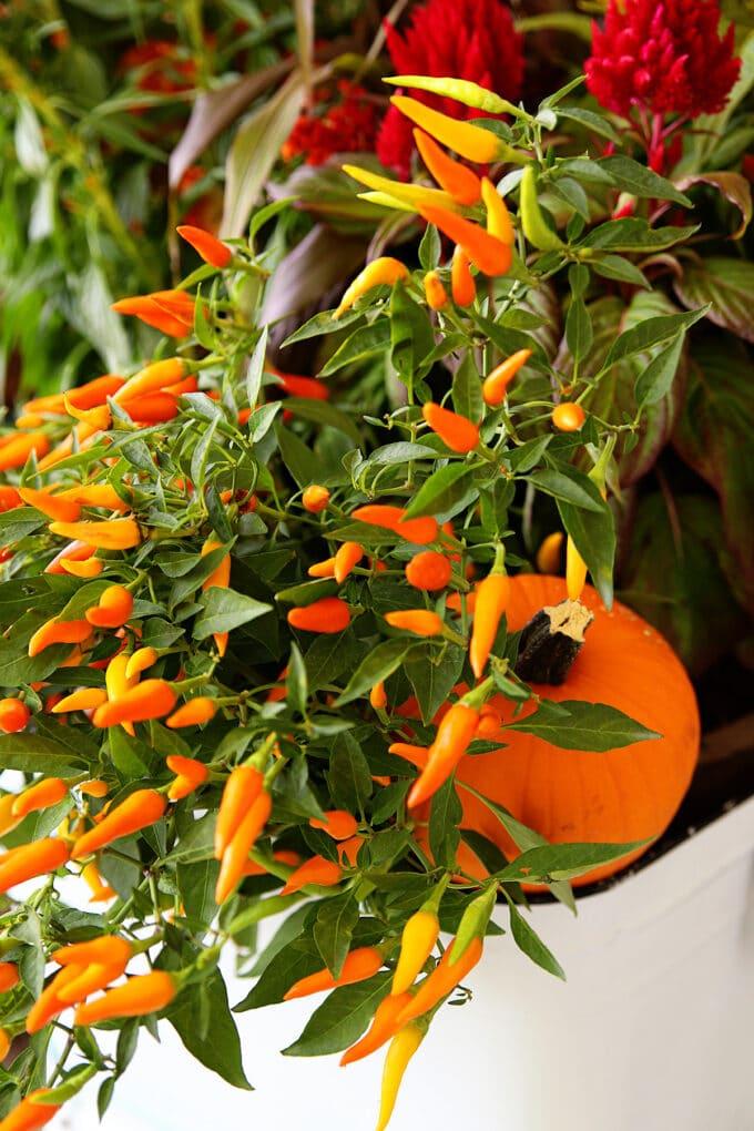 Pepper Ornamental Santos Red - View 9 from www redcrocus com