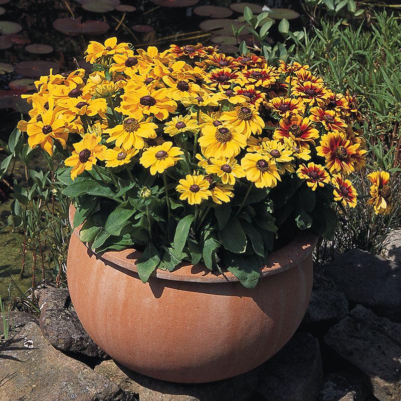 Rudbeckia Hirta Pawnee Spirit - View 11 from www redcrocus com