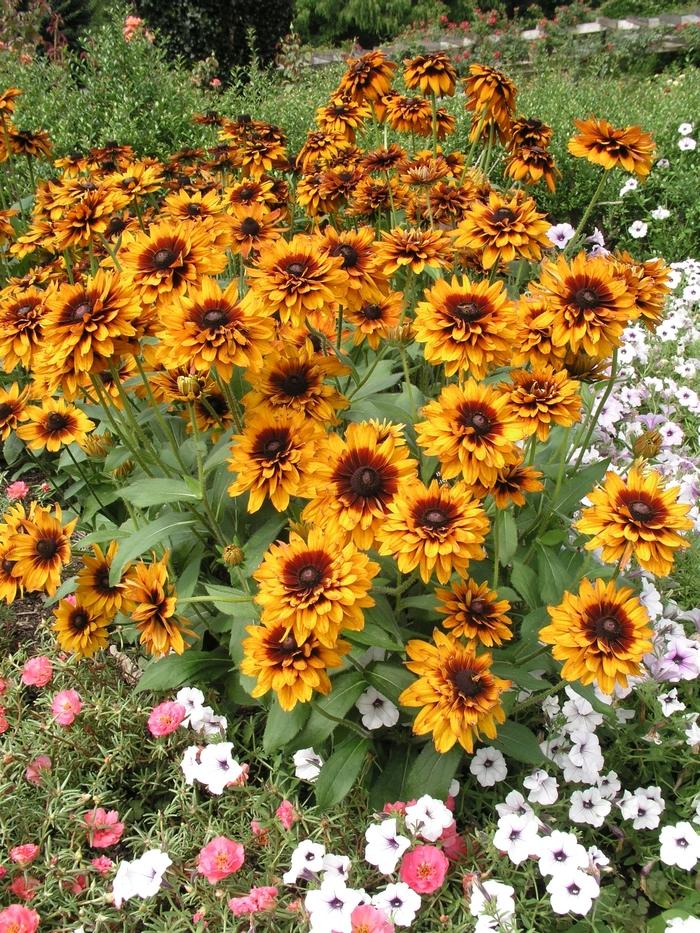 Rudbeckia Hirta Pawnee Spirit - View 12 from www redcrocus com