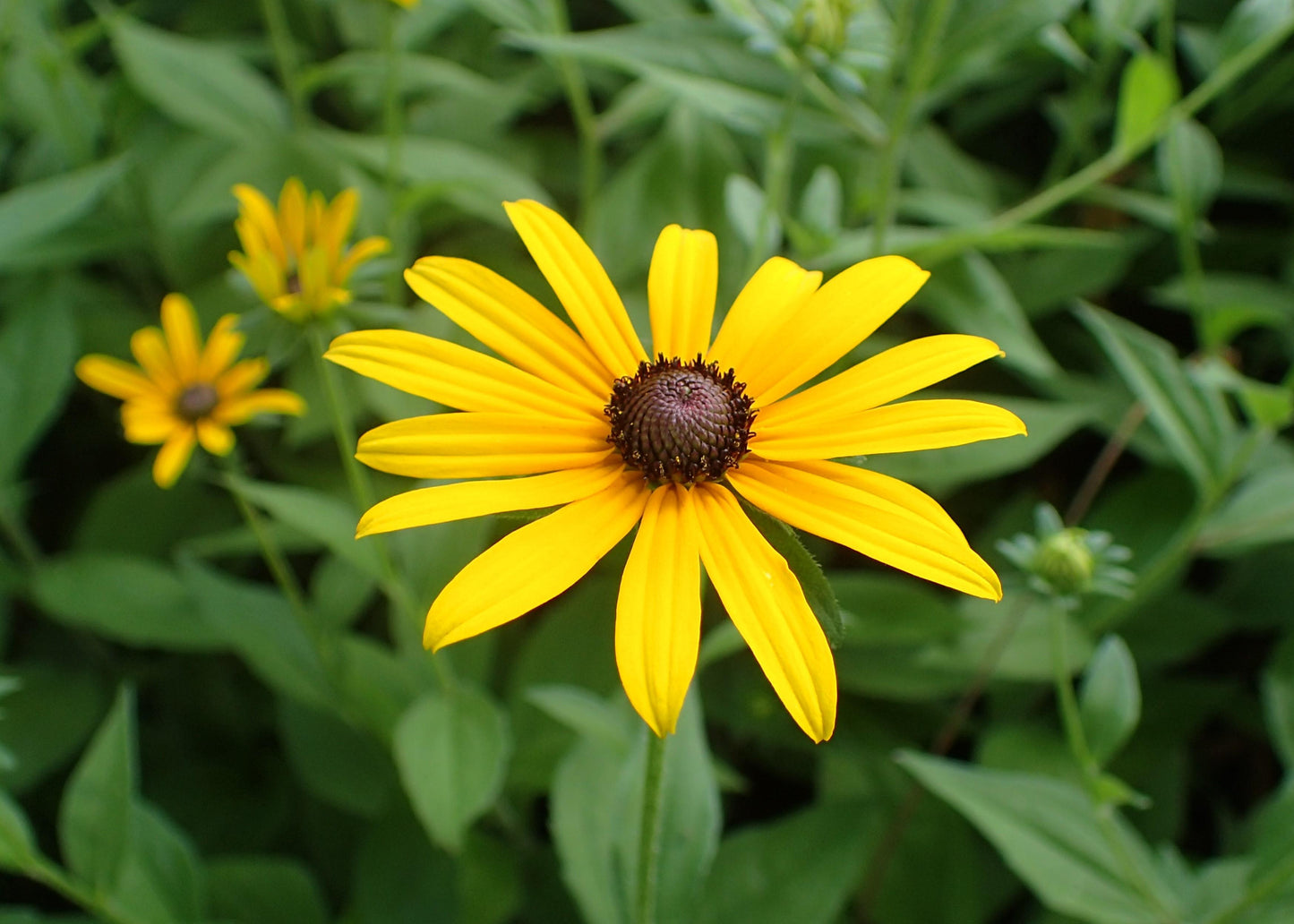 Rudbeckia Hirta Pawnee Spirit - View 13 from www redcrocus com