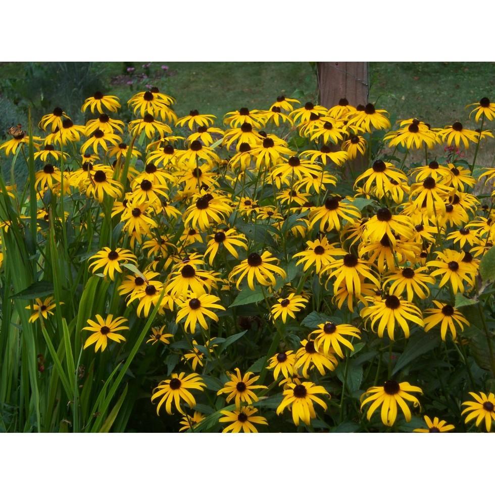 Rudbeckia Hirta Pawnee Spirit - View 15 from www redcrocus com