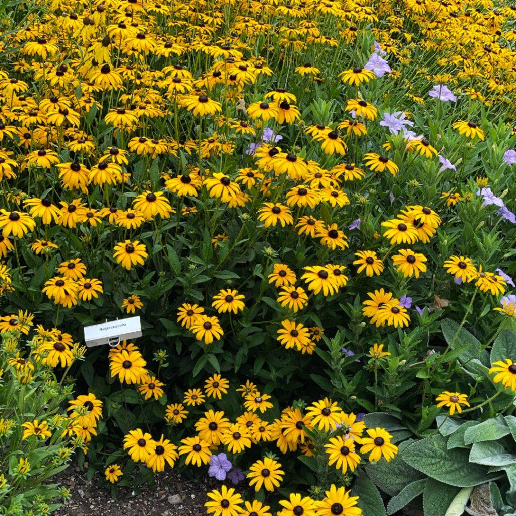 Rudbeckia Hirta Pawnee Spirit - View 16 from www redcrocus com