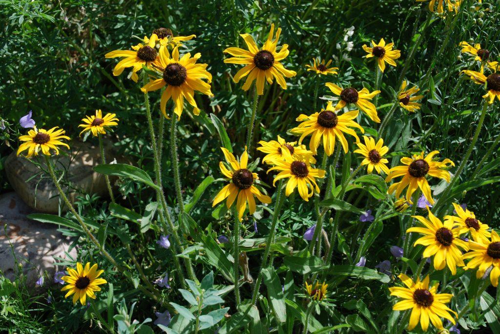 Rudbeckia Hirta Pawnee Spirit - View 17 from www redcrocus com