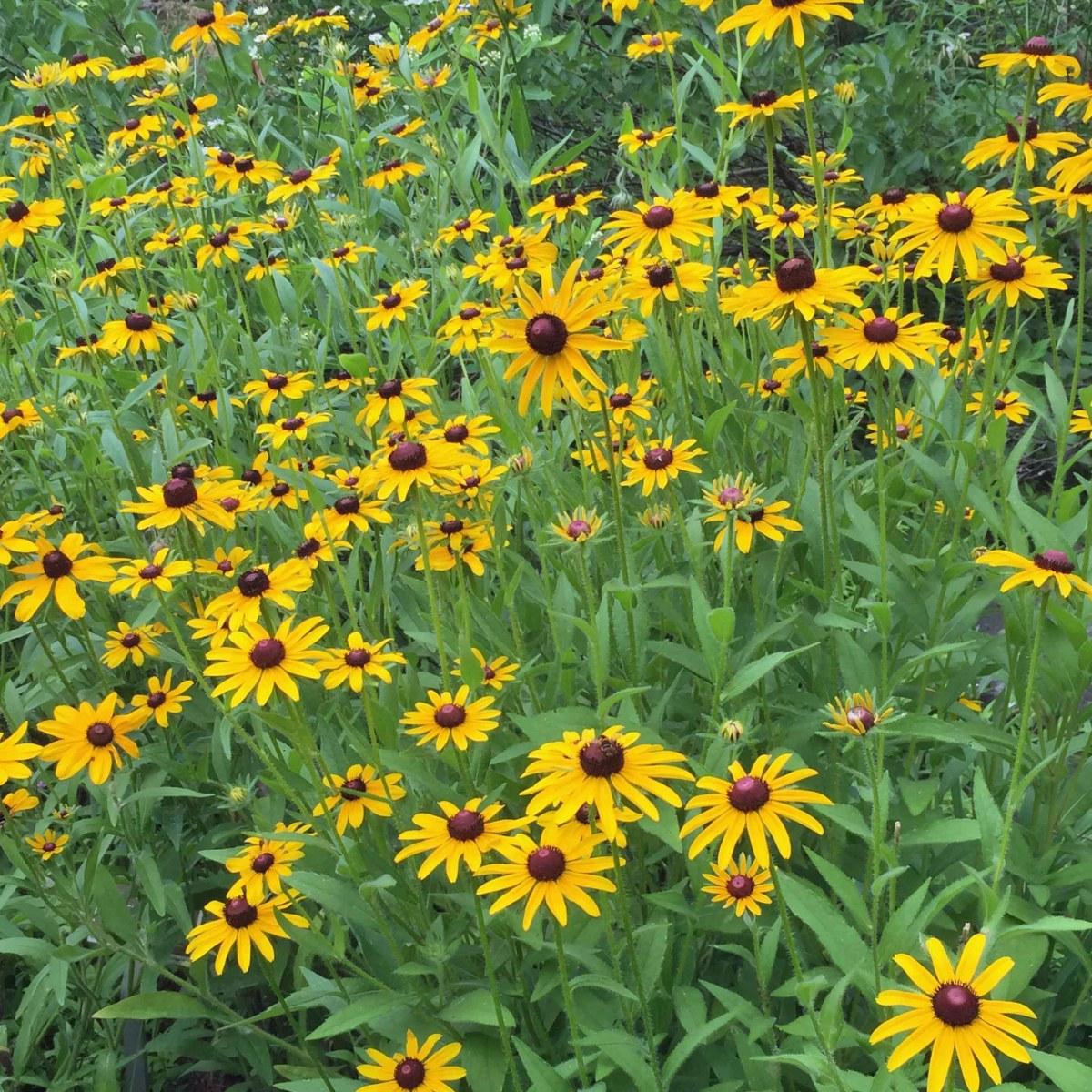 Rudbeckia Hirta Pawnee Spirit - View 18 from www redcrocus com