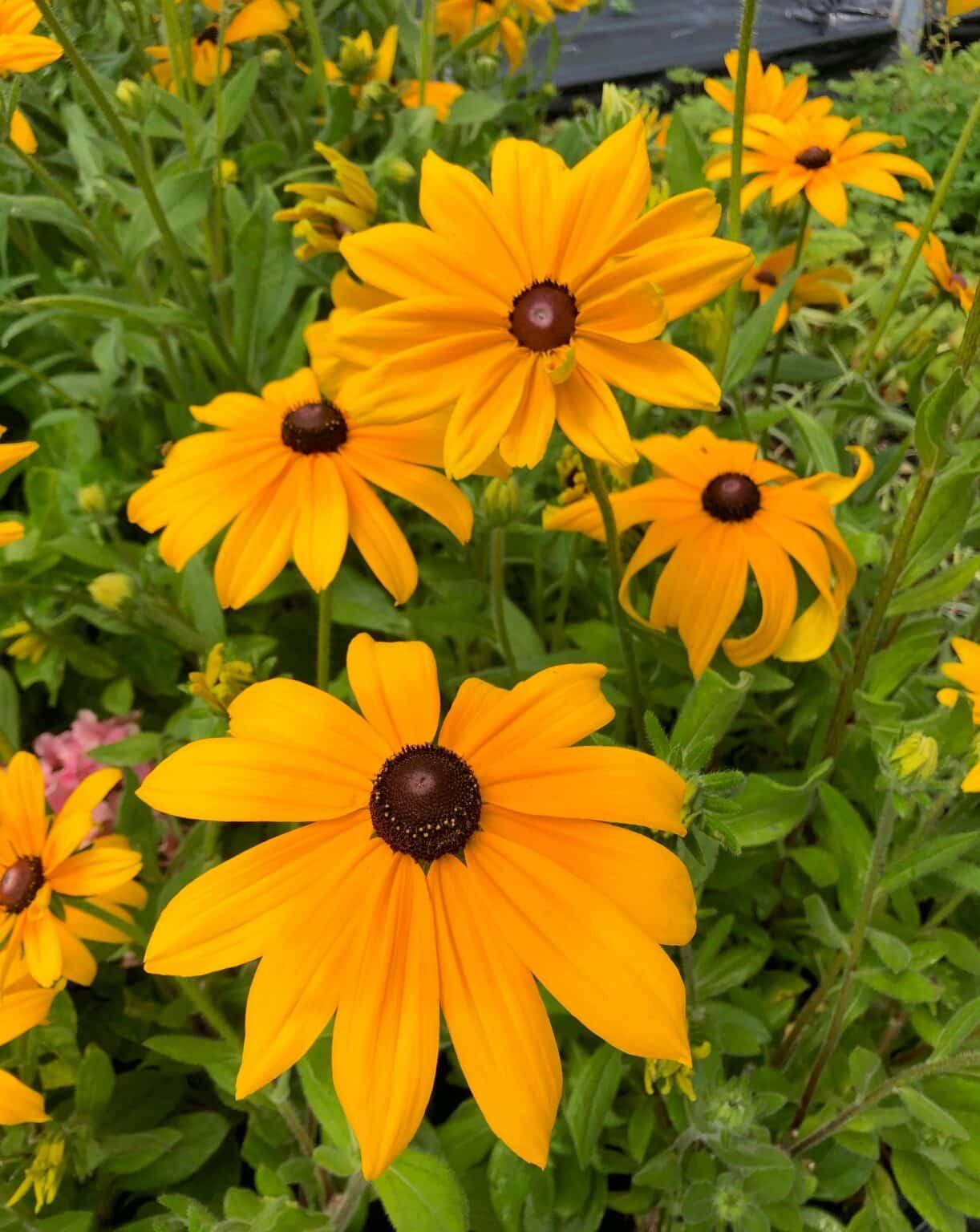 Rudbeckia Hirta Pawnee Spirit - View 19 from www redcrocus com