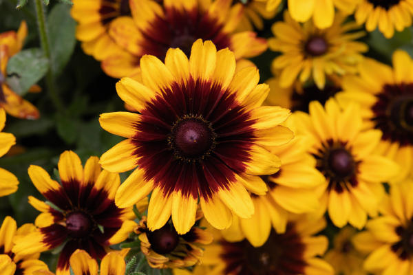 Rudbeckia Hirta Pawnee Spirit - View 1 from www redcrocus com