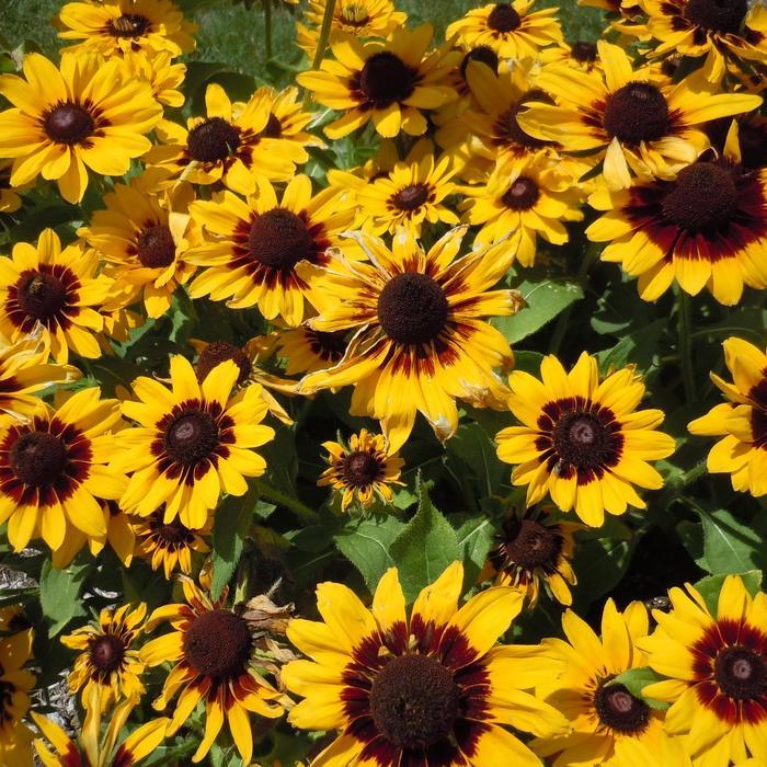 Rudbeckia Hirta Pawnee Spirit - View 2 from www redcrocus com