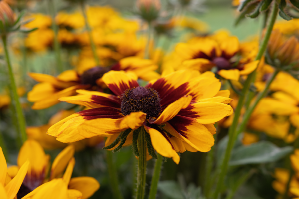 Rudbeckia Hirta Pawnee Spirit - View 3 from www redcrocus com