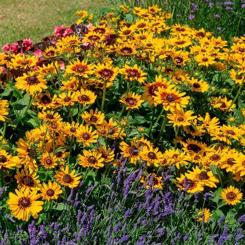 Rudbeckia Hirta Pawnee Spirit - View 4 from www redcrocus com