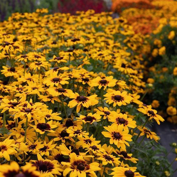 Rudbeckia Hirta Pawnee Spirit - View 5 from www redcrocus com