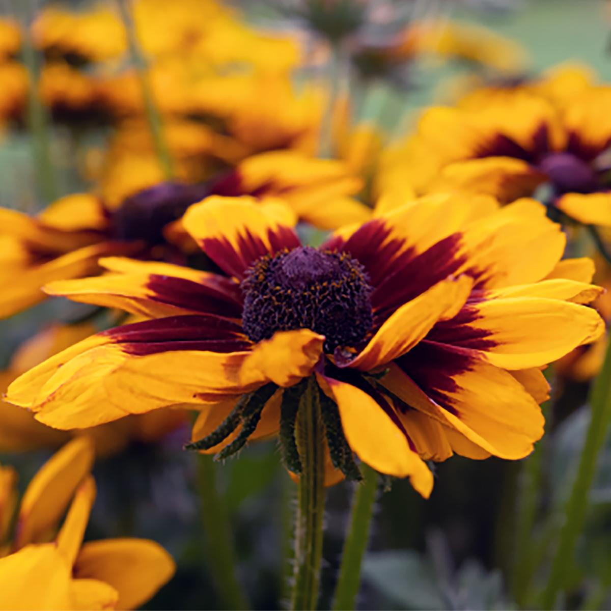 Rudbeckia Hirta Pawnee Spirit - View 6 from www redcrocus com