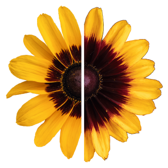 Rudbeckia Hirta Pawnee Spirit - View 7 from www redcrocus com