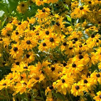 Rudbeckia Hirta Pawnee Spirit - View 9 from www redcrocus com