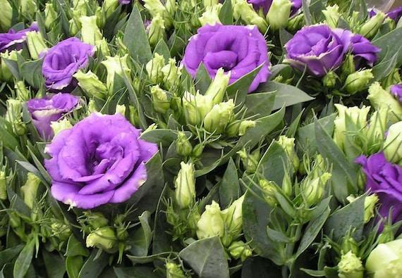 Lisianthus 'rosie Lilac' - View 10 from www redcrocus com
