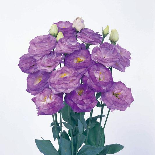 Lisianthus 'rosie Lilac' - View 11 from www redcrocus com