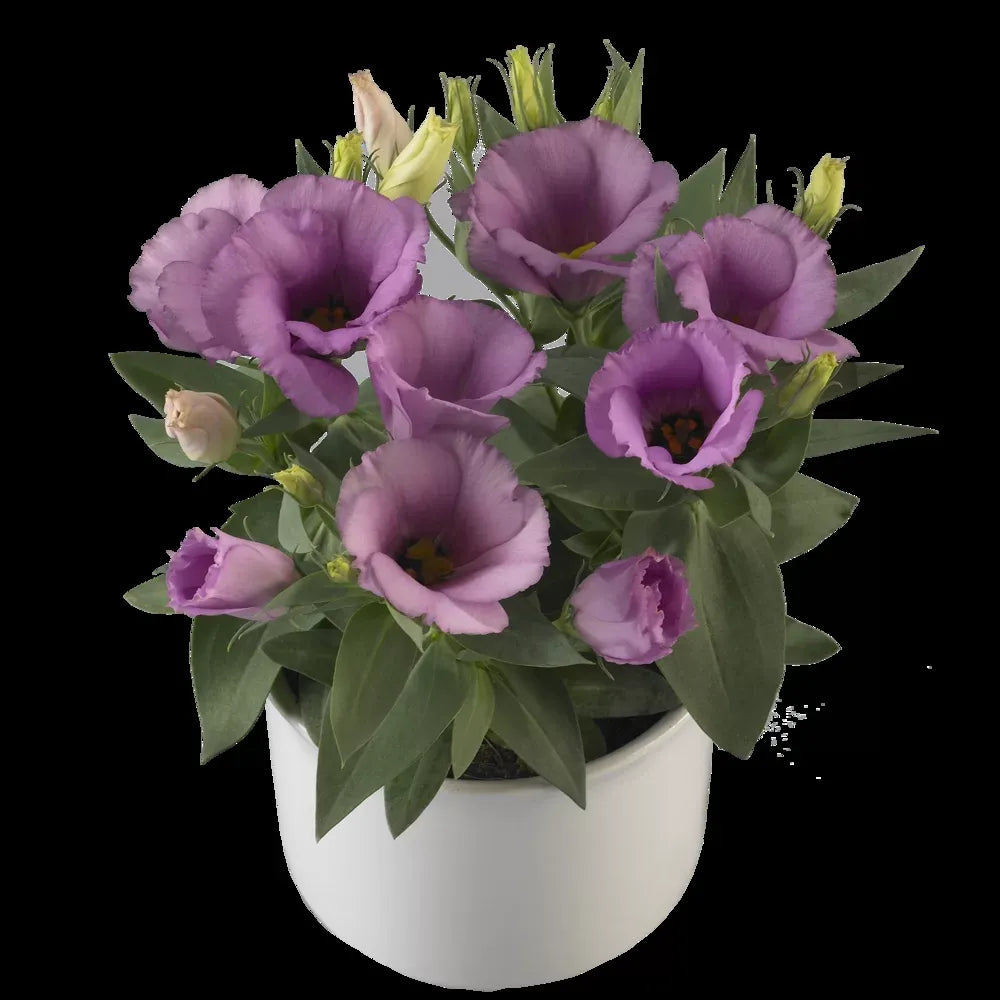 Lisianthus 'rosie Lilac' - View 12 from www redcrocus com