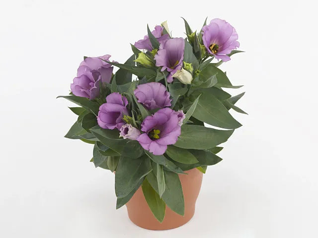 Lisianthus 'rosie Lilac' - View 13 from www redcrocus com