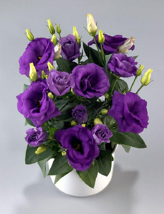 Lisianthus 'rosie Lilac' - View 1 from www redcrocus com