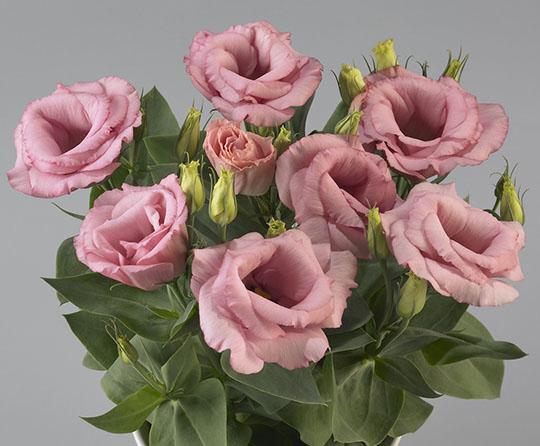Lisianthus 'rosie Lilac' - View 3 from www redcrocus com