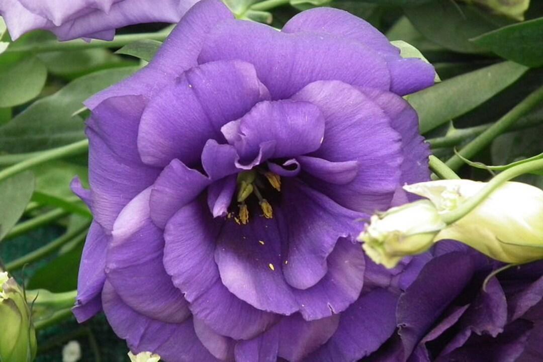 Lisianthus 'rosie Lilac' - View 4 from www redcrocus com