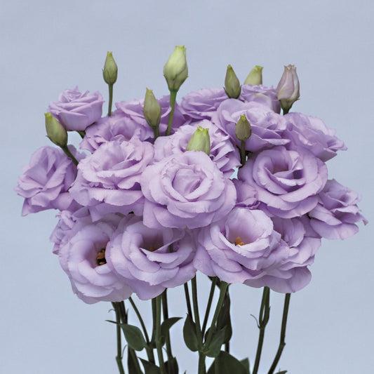 Lisianthus 'rosie Lilac' - View 5 from www redcrocus com