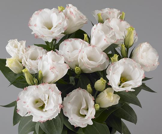 Lisianthus 'rosie Lilac' - View 7 from www redcrocus com