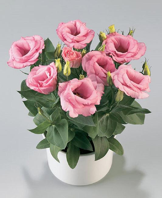 Lisianthus 'rosie Lilac' - View 8 from www redcrocus com