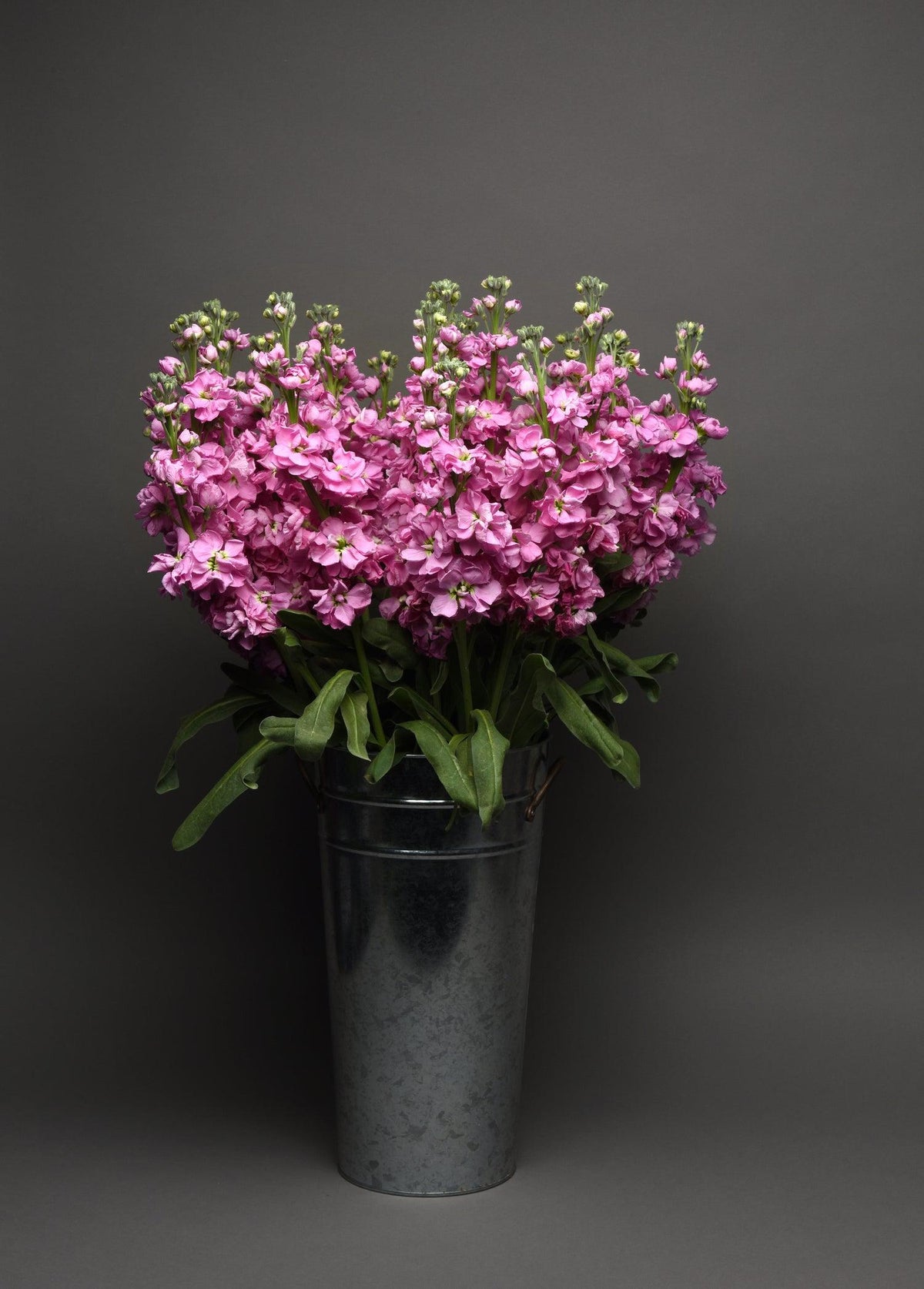 Lisianthus 'rosie Lilac' - View 9 from www redcrocus com