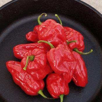 Pepper, Ornamental 'samba Red' - View 10 from www redcrocus com