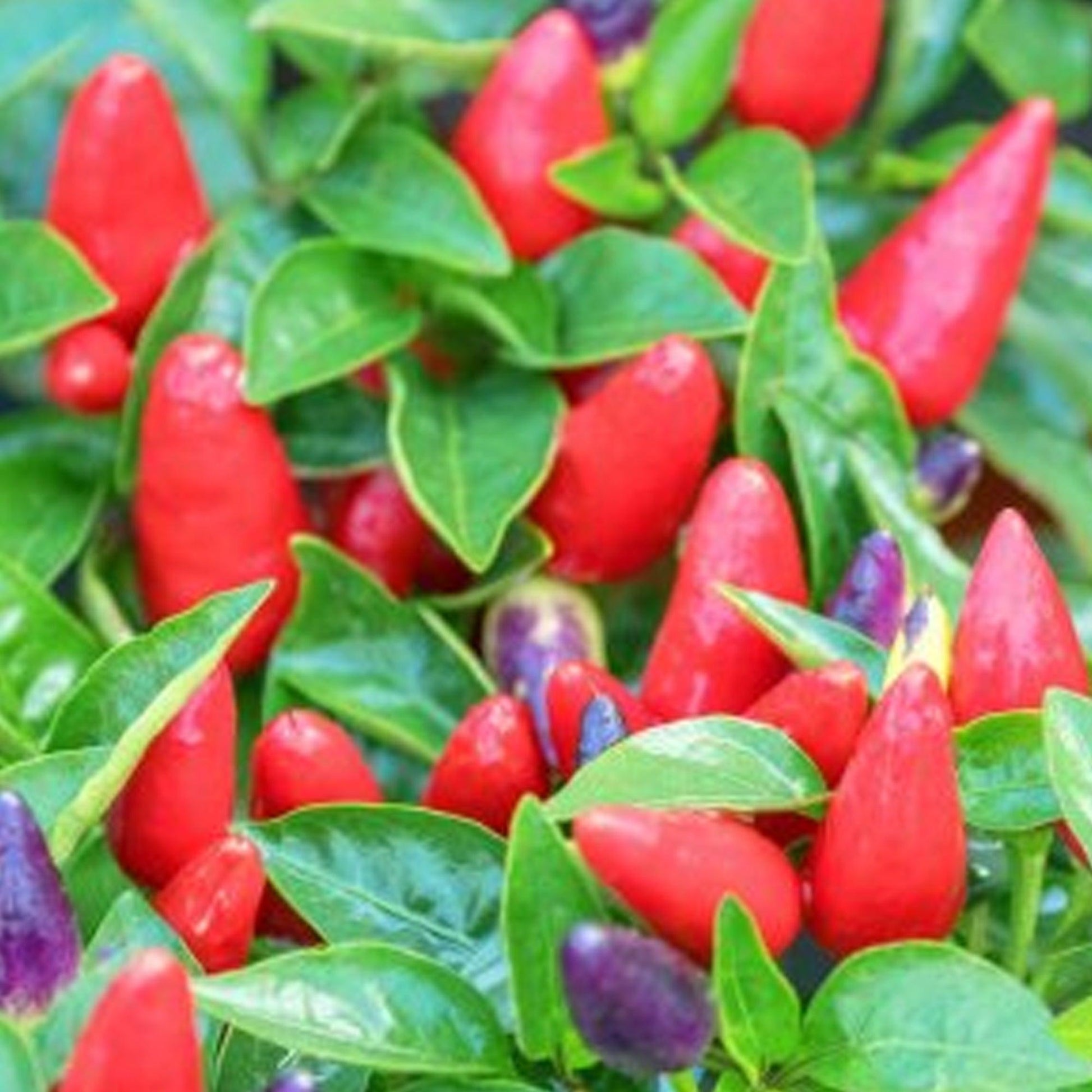 Pepper, Ornamental 'samba Red' - View 27 from www redcrocus com