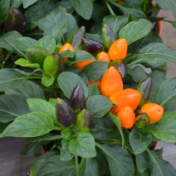 Pepper, Ornamental 'samba Red' - View 9 from www redcrocus com