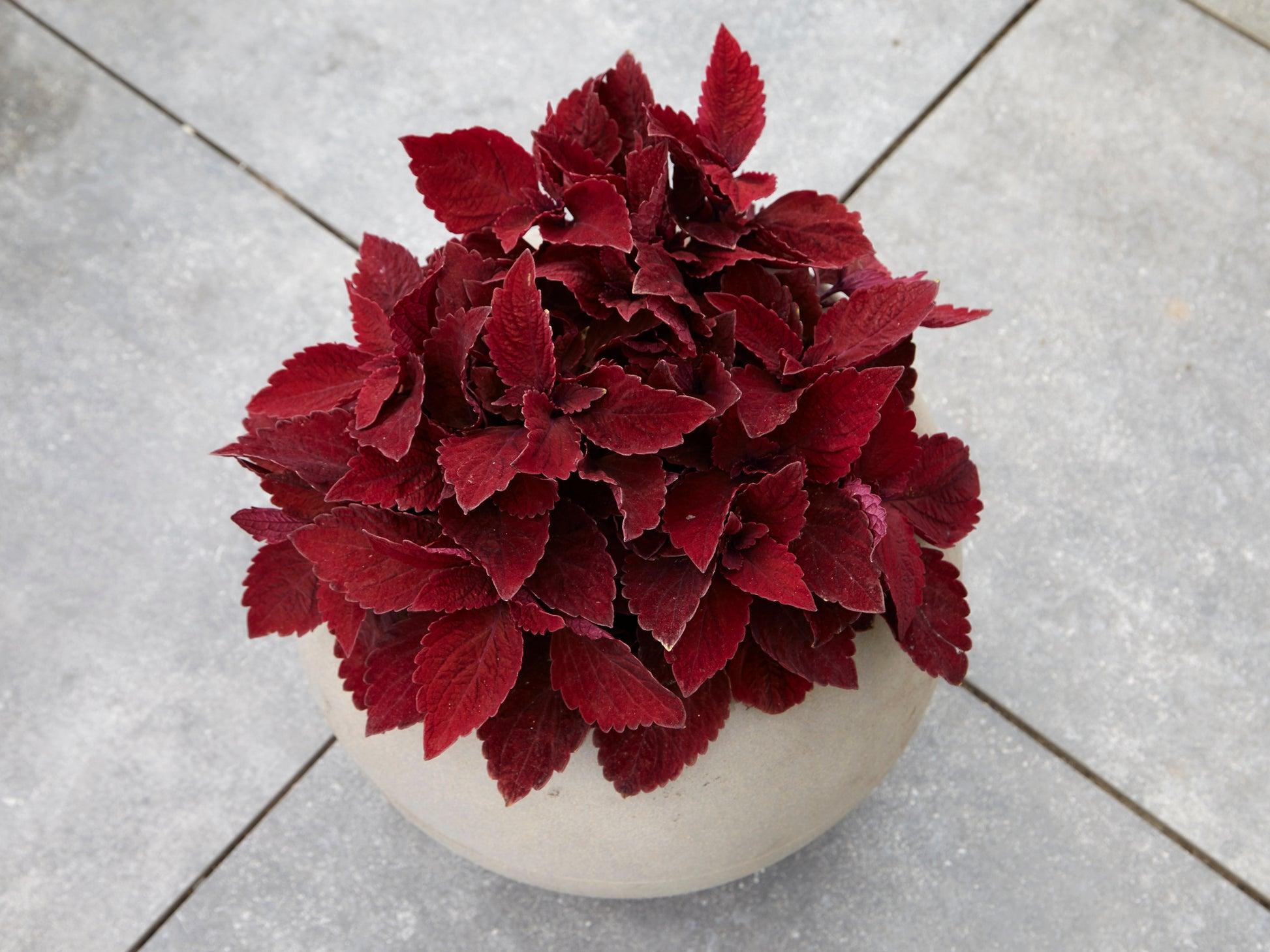 Coleus 'premium Sun Sweet Paprika' - View 16 from www redcrocus com