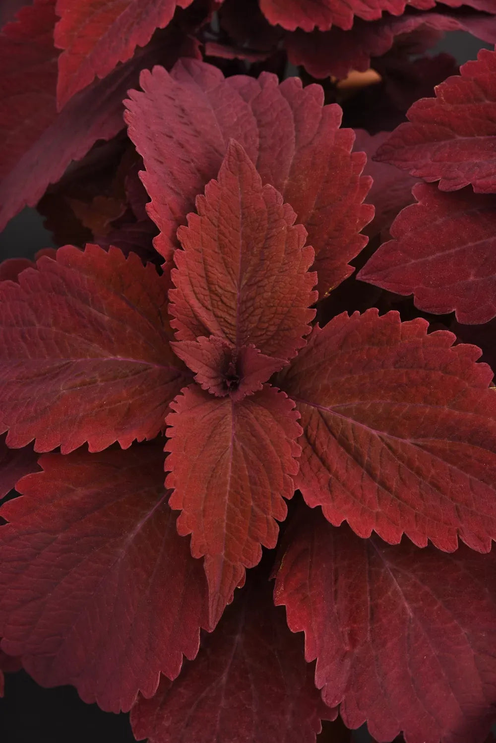 Coleus 'premium Sun Sweet Paprika' - View 17 from www redcrocus com