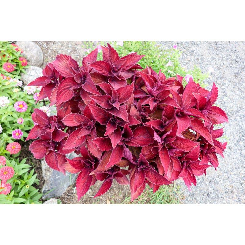 Coleus 'premium Sun Sweet Paprika' - View 18 from www redcrocus com