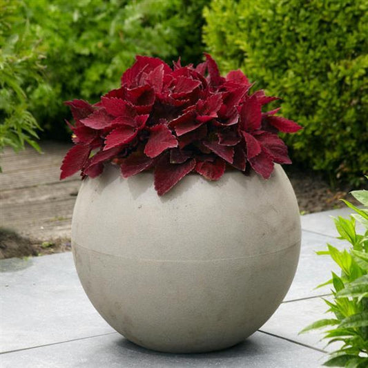 Coleus 'premium Sun Sweet Paprika' - View 1 from www redcrocus com