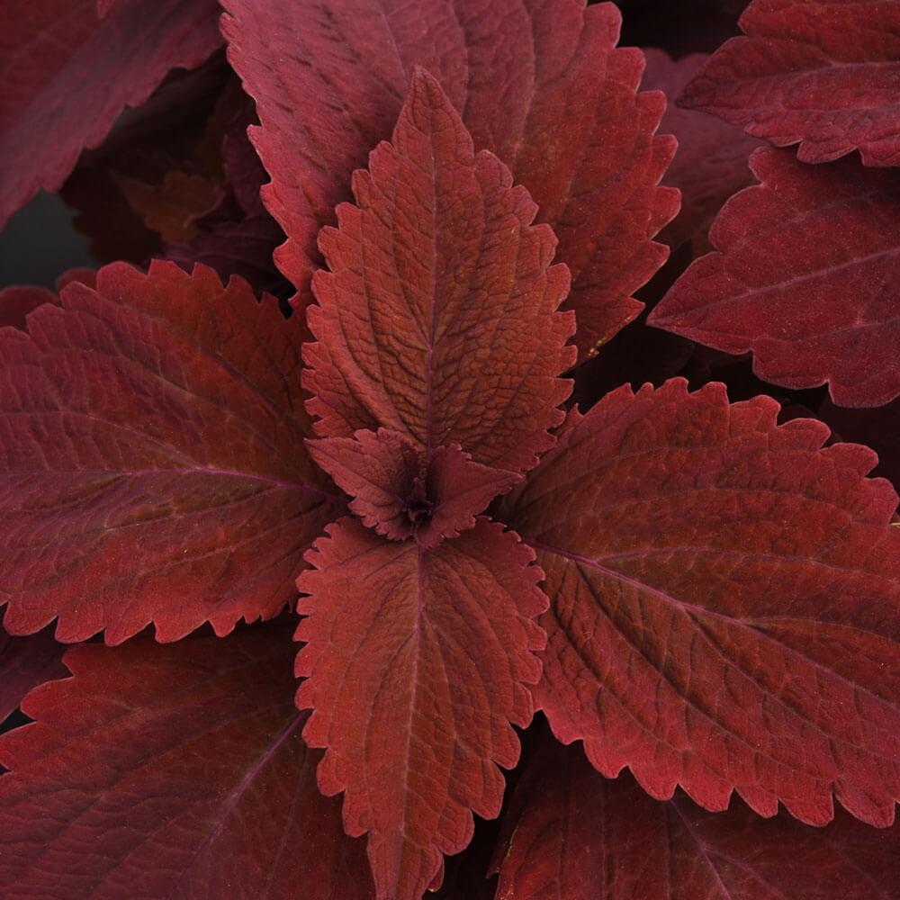 Coleus 'premium Sun Sweet Paprika' - View 20 from www redcrocus com