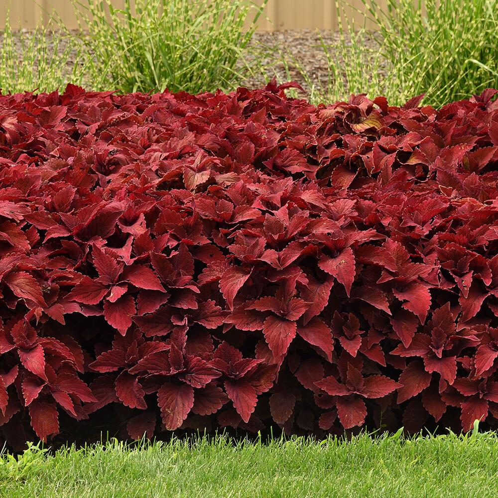 Coleus 'premium Sun Sweet Paprika' - View 23 from www redcrocus com