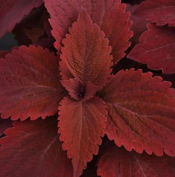 Coleus 'premium Sun Sweet Paprika' - View 25 from www redcrocus com