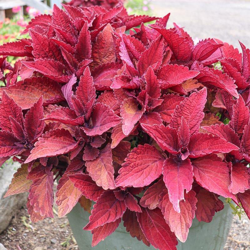 Coleus 'premium Sun Sweet Paprika' - View 3 from www redcrocus com