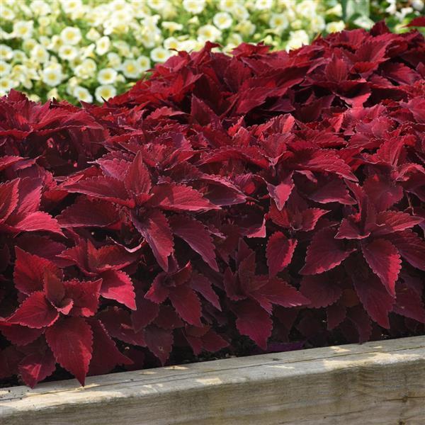 Coleus 'premium Sun Sweet Paprika' - View 4 from www redcrocus com