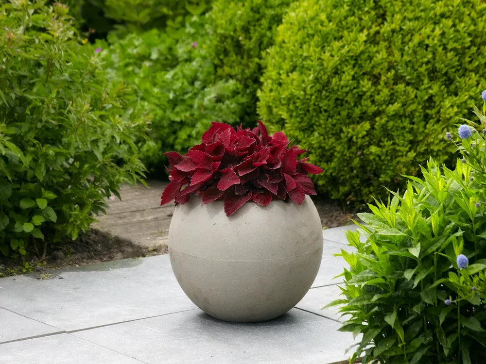 Coleus 'premium Sun Sweet Paprika' - View 7 from www redcrocus com
