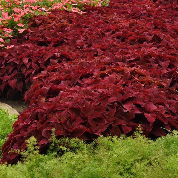 Coleus 'premium Sun Sweet Paprika' - View 8 from www redcrocus com