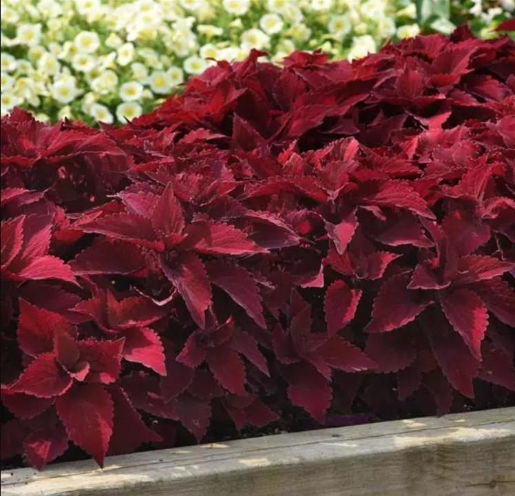 Coleus 'premium Sun Sweet Paprika' - View 9 from www redcrocus com