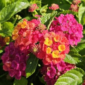 Lantana 'heartland Neon' - View 10 from www redcrocus com