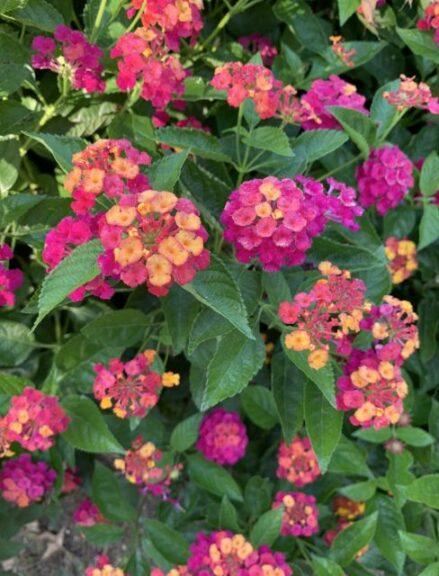 Lantana 'heartland Neon' - View 11 from www redcrocus com