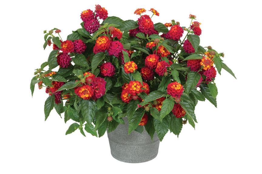 Lantana 'heartland Neon' - View 12 from www redcrocus com