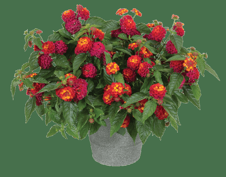 Lantana 'heartland Neon' - View 13 from www redcrocus com