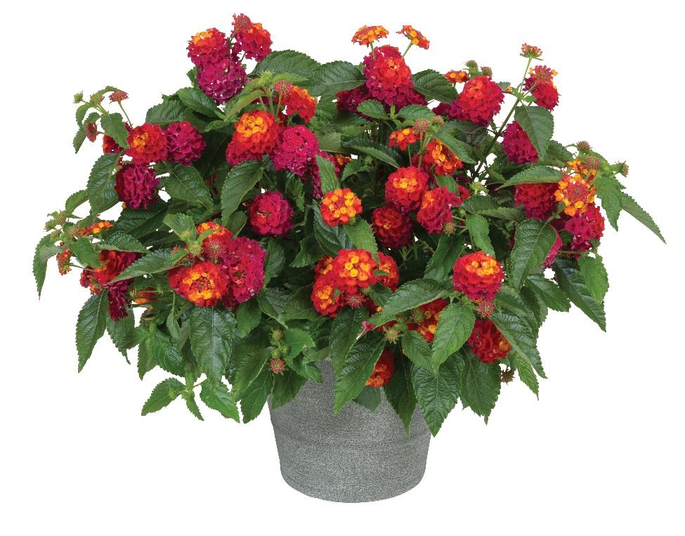 Lantana 'heartland Neon' - View 15 from www redcrocus com
