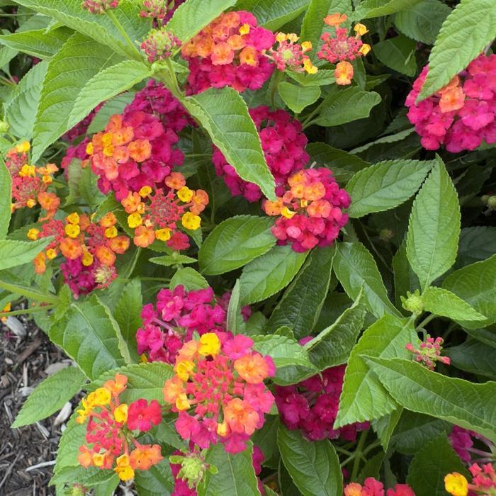 Lantana 'heartland Neon' - View 17 from www redcrocus com