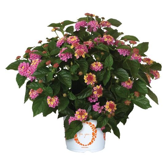 Lantana 'heartland Neon' - View 18 from www redcrocus com